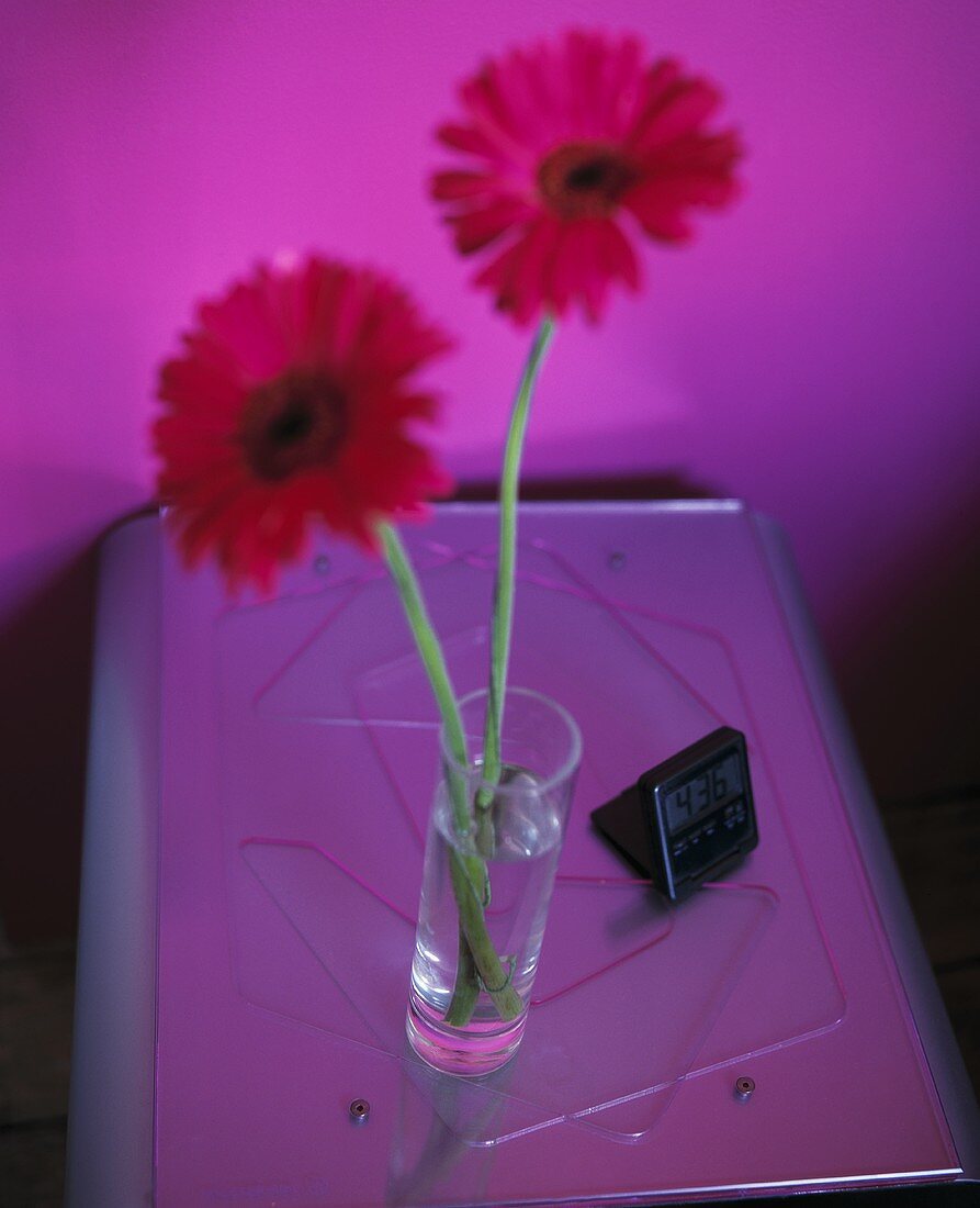 Zwei rote Gerbera in Glasvase auf Metallbeistelltisch vor violetter Wand