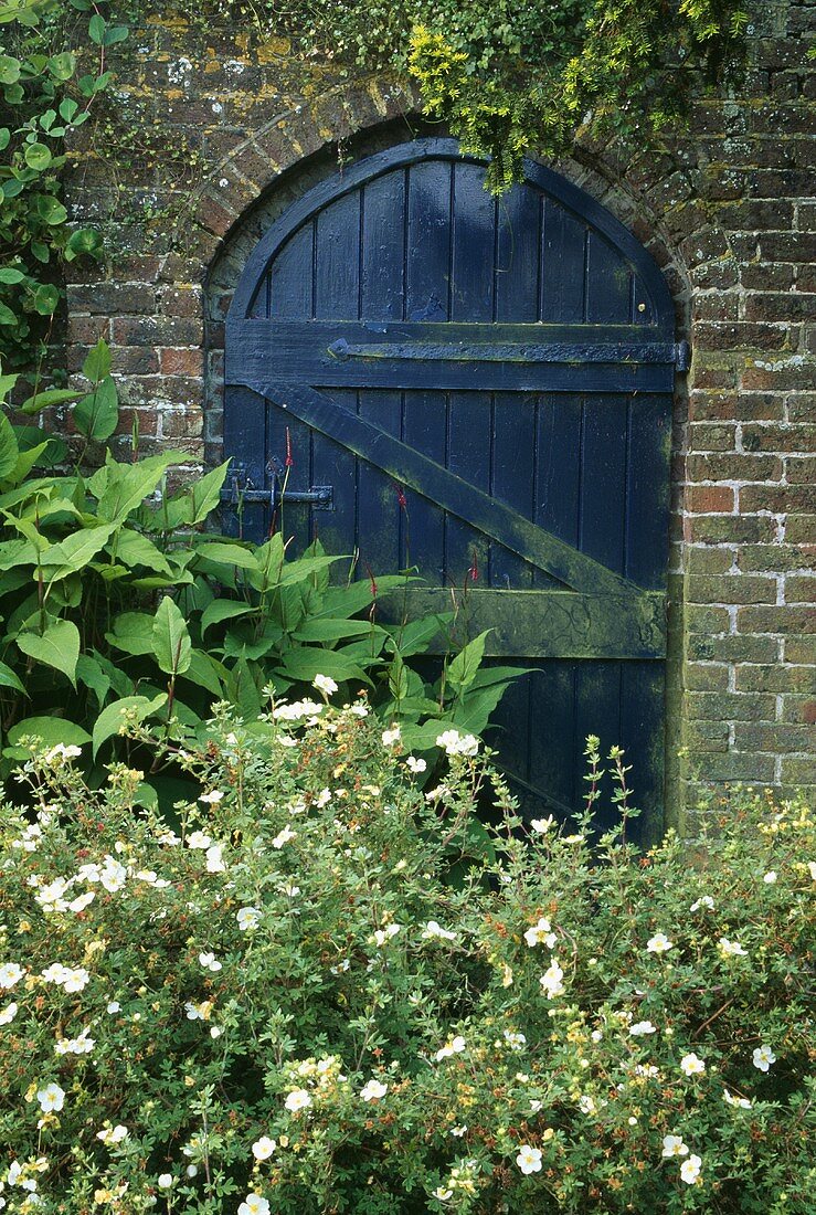Helianthemum vor Gartenmauer aus Ziegel mit Tor