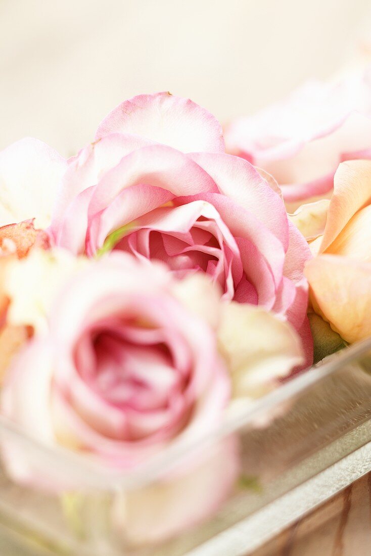 Roses in a glass bowl