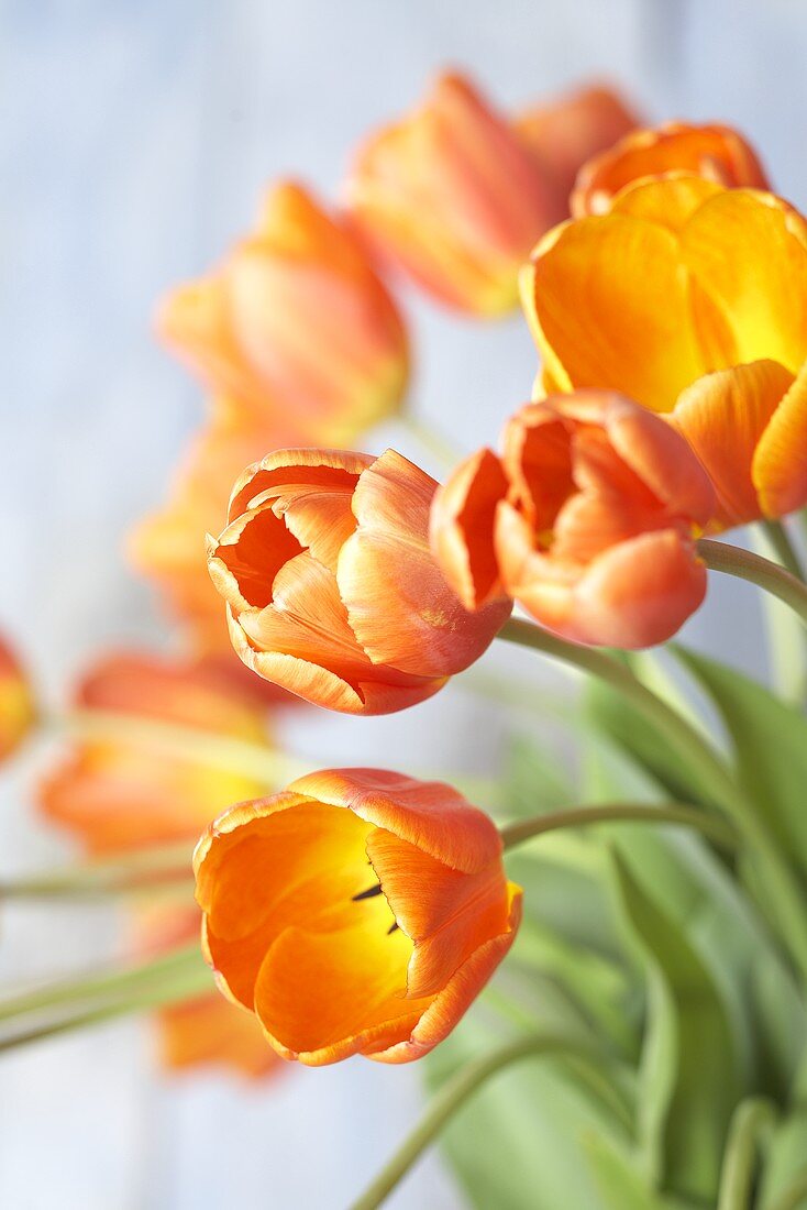 Orange tulips