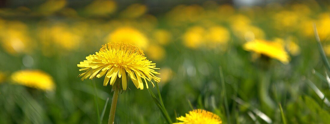 A panoramic picture of dandelions
