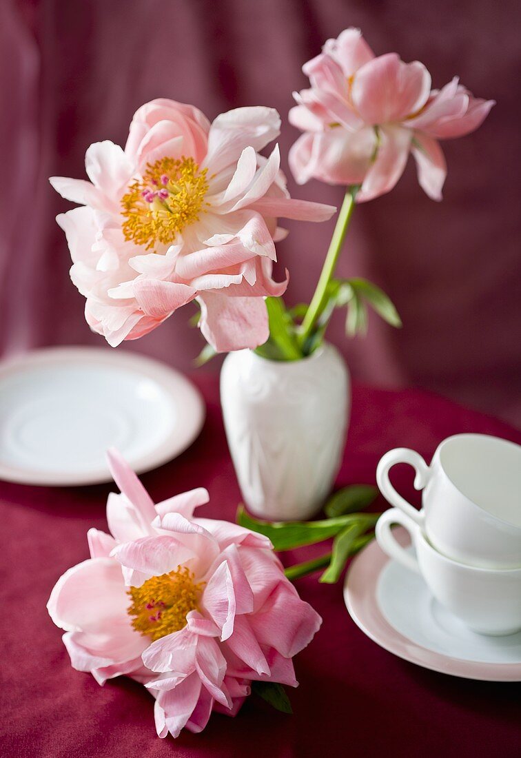 Pink peonies on a laid table (red surface)