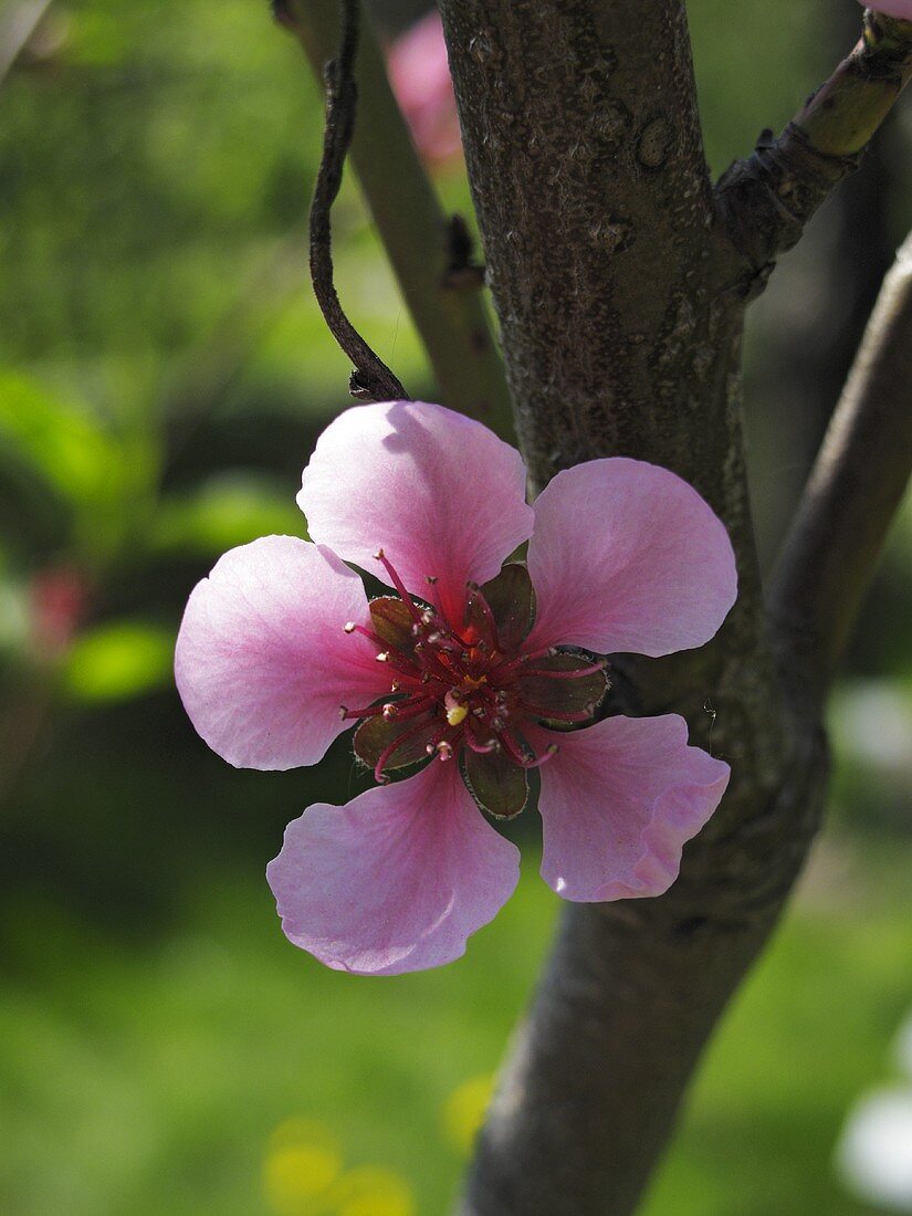 A peach flower