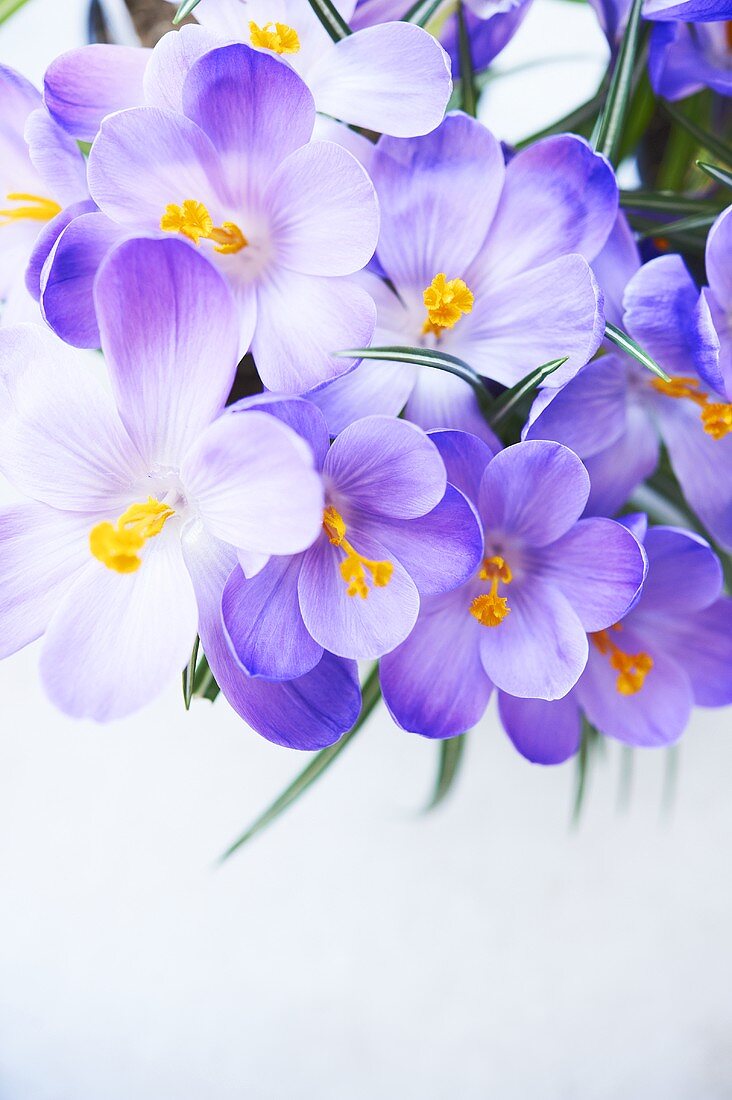 Spring Crocus Flowers; From Above