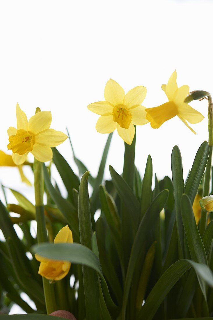Spring Daffodils; White Background