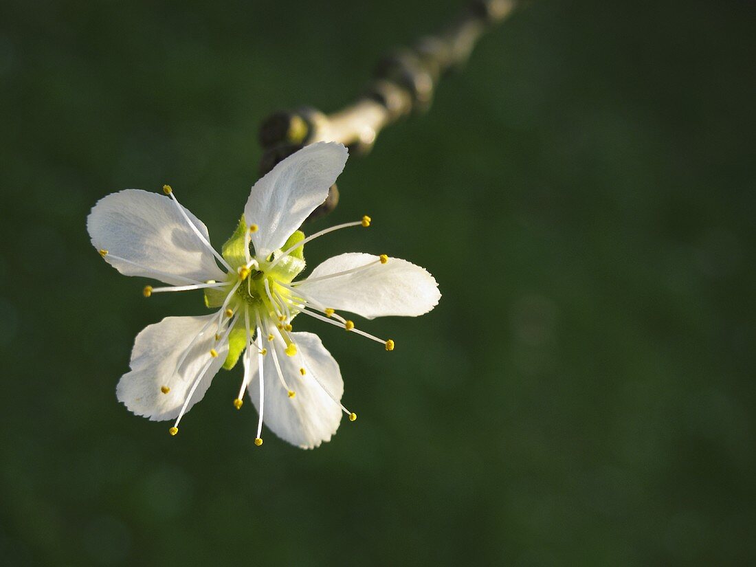 Eine Pflaumenblüte