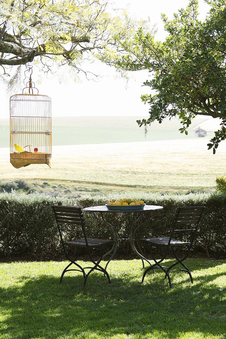 Schüssel mit Zitronen auf einem Gartentisch, zwei Stühle und Wellensittich in einem Käfig auf einem Bauernhof in der Nähe von Kapstadt