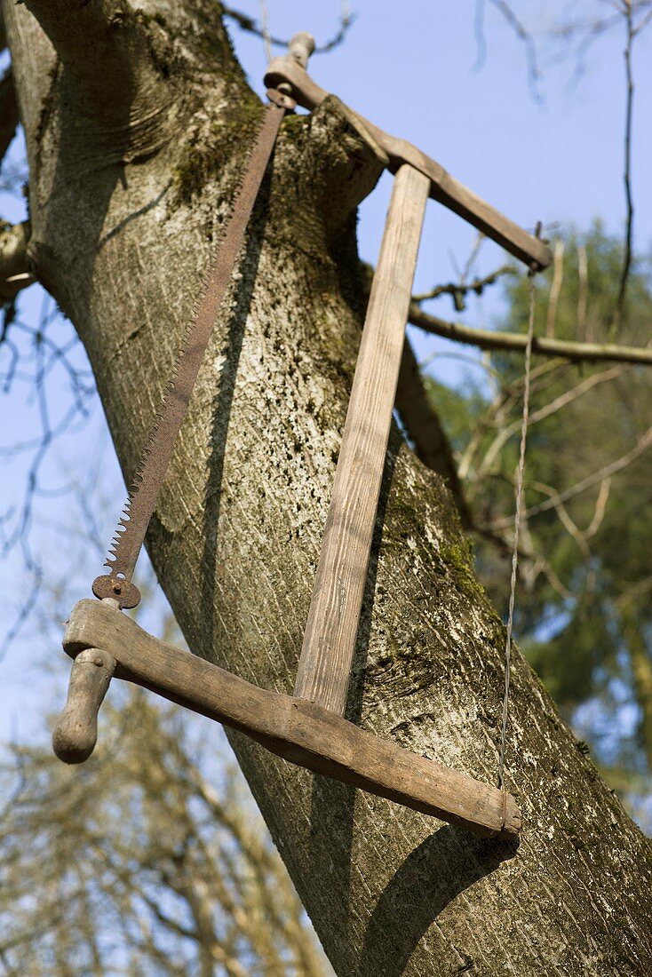 Alte Säge hängt an abgeschnittenen Ast eines Baumes