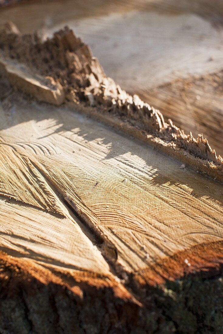 The cut edge of a felled tree