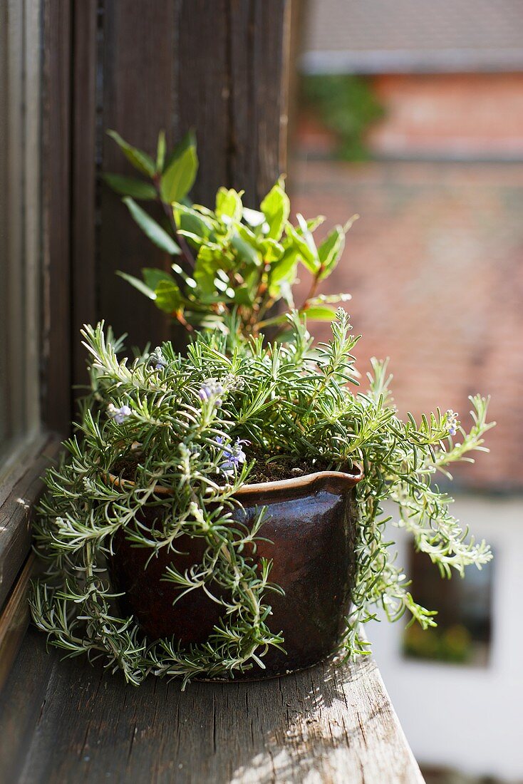 Rosmarin & Lorbeerpflanze auf Fenstersims