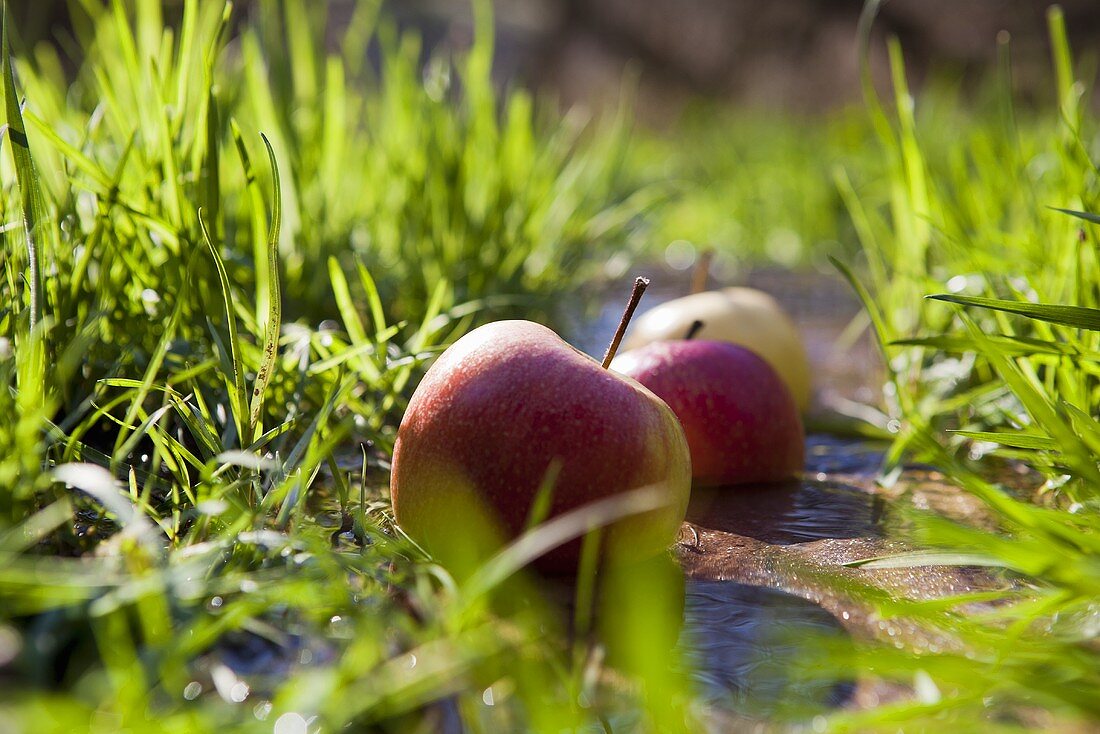 Apples lying ion the grass on the bank