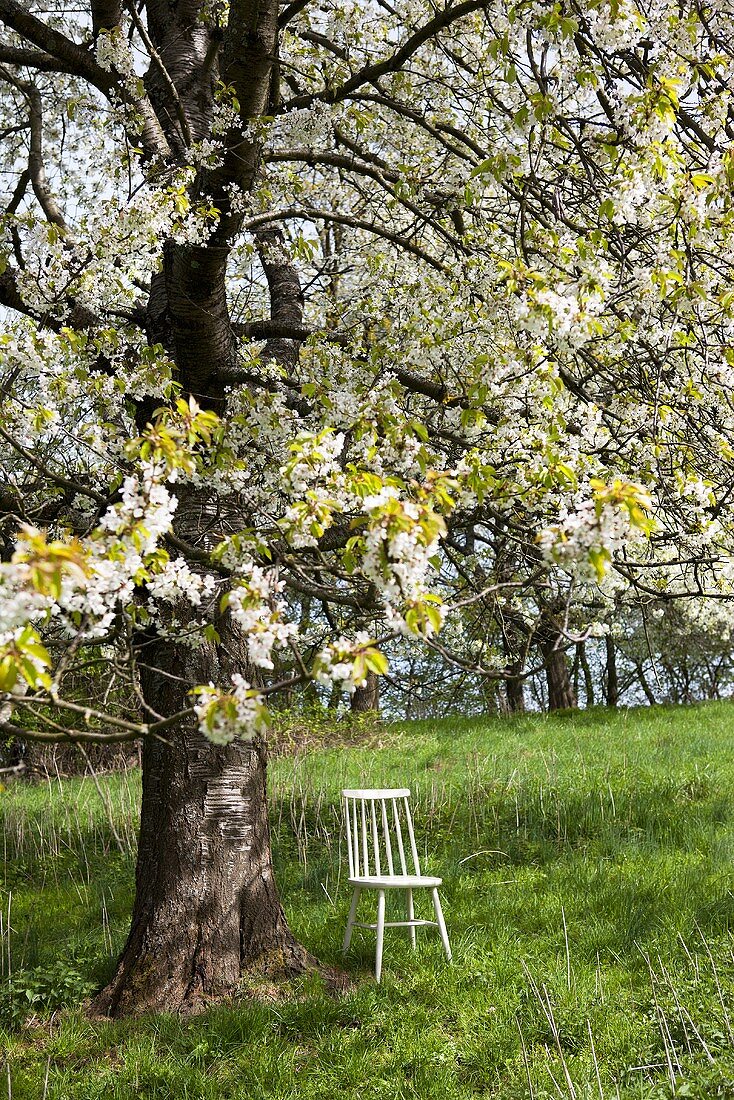Weisser Holzstuhl unter blühendem Kirschbaum