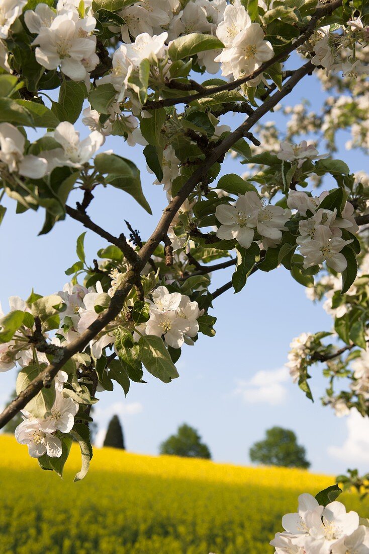 A branch of a flowering apple tree in front of a rape field in Spessart