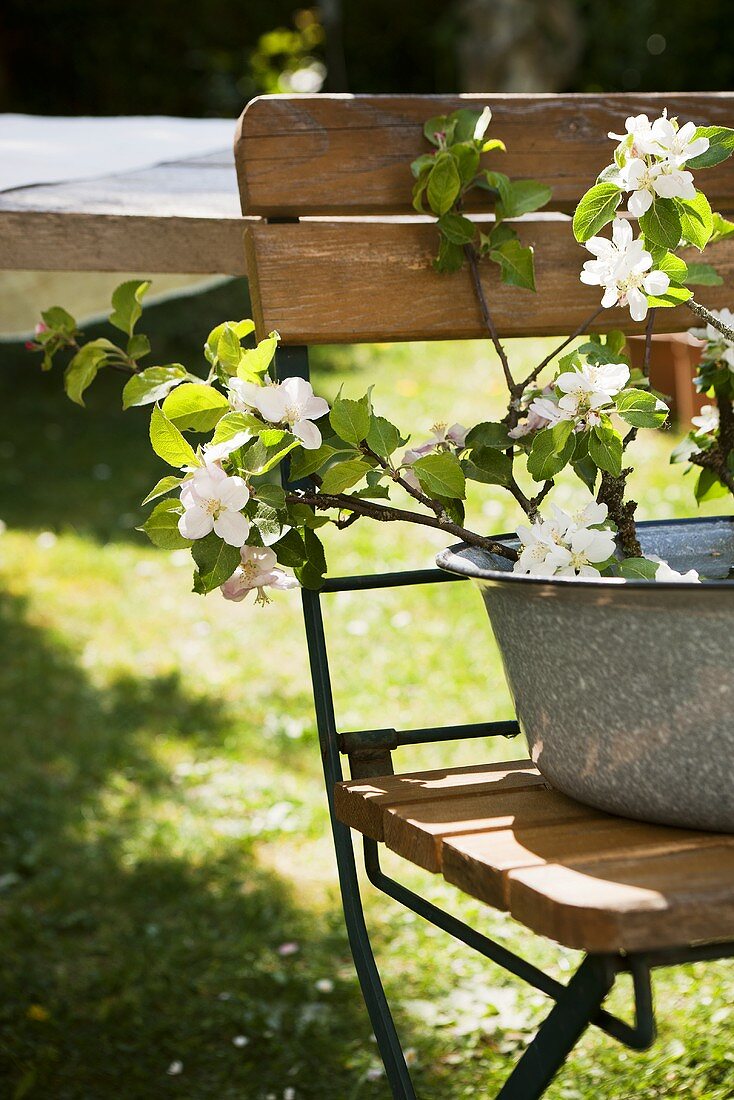 Kirschblütenzweig in Emailleschüssel auf Gartenstuhl