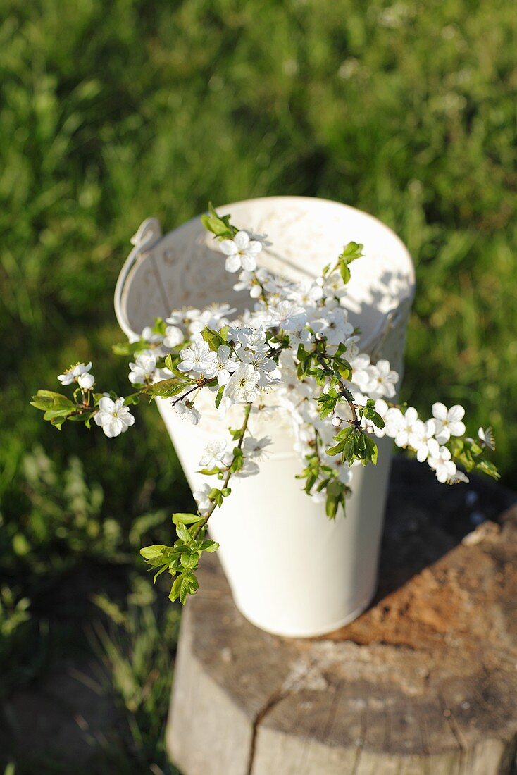 A sprig of plum blossoms in a bucket