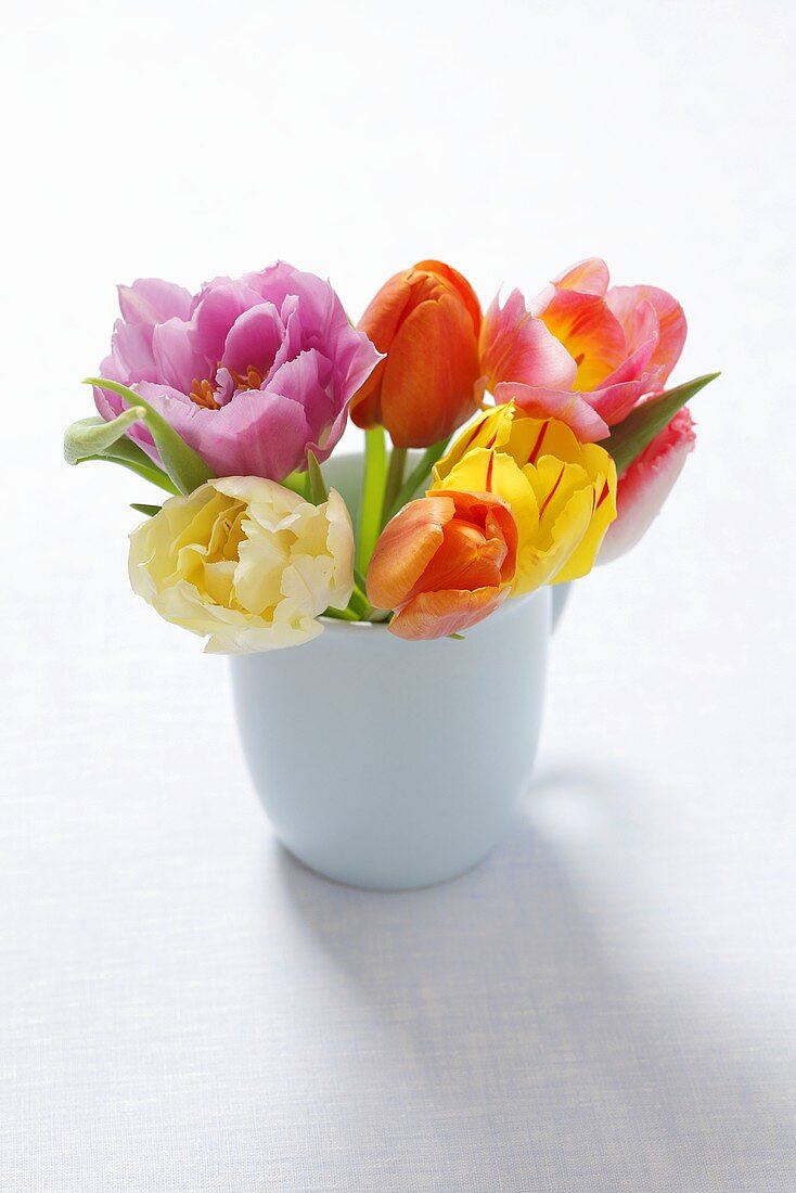 Colourful tulips in a cup