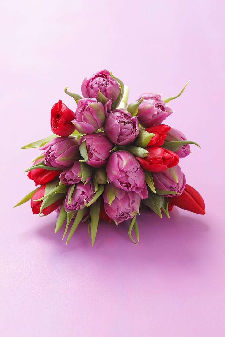 Tulpenstrauss mit lila und roten Tulpen
