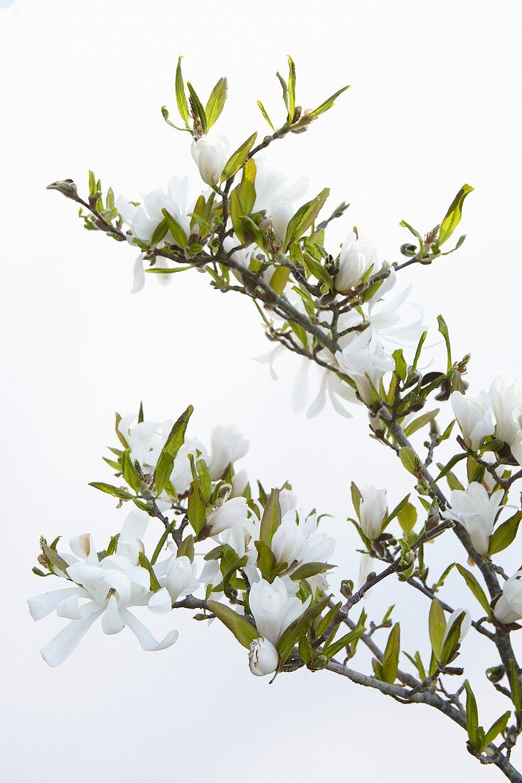 Zweige mit Sternmagnolienblüten