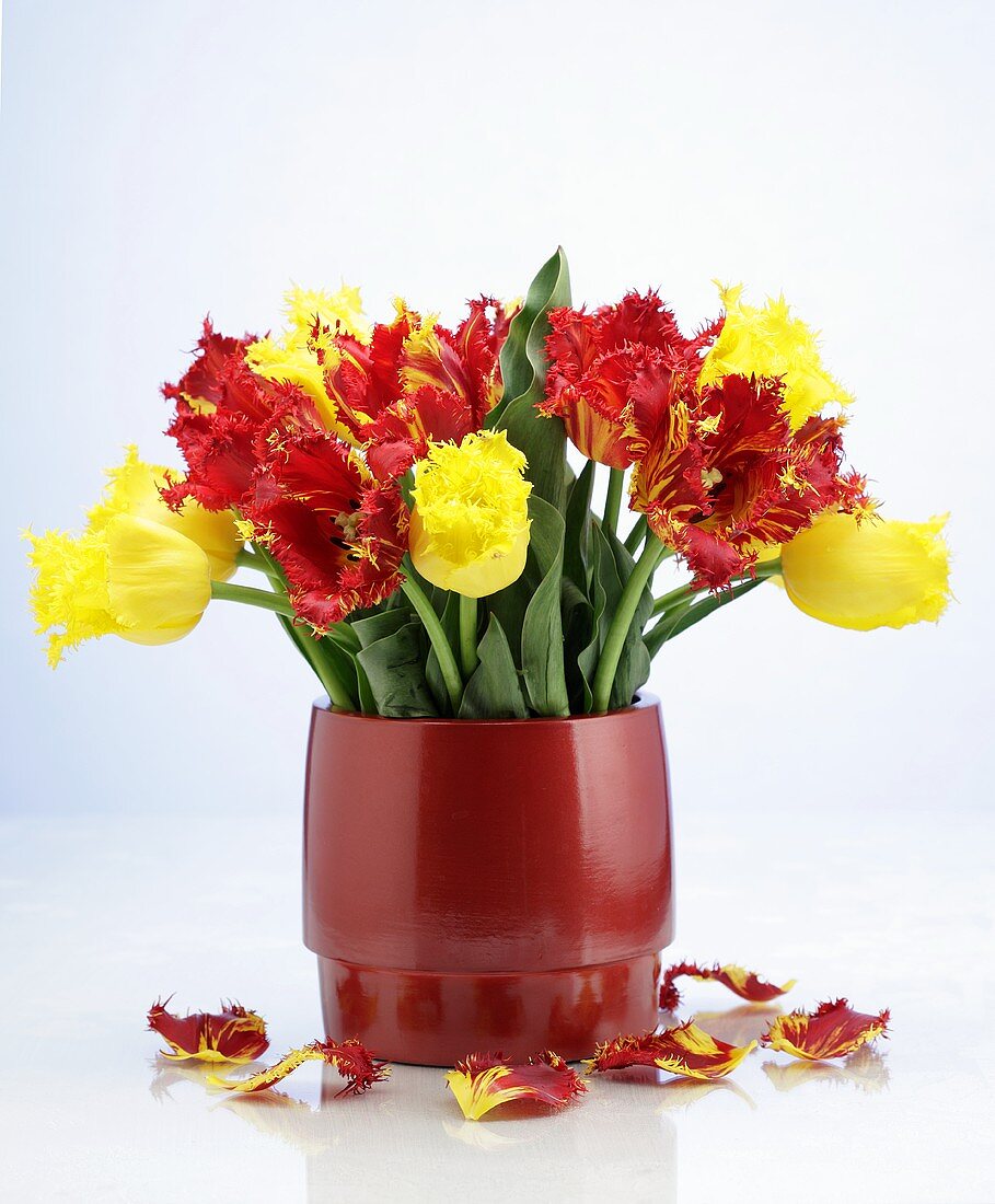 Red and yellow tulips in a vase