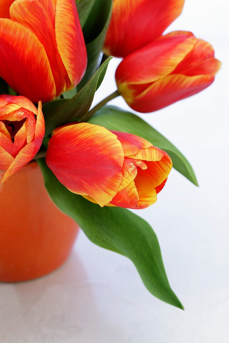 Tulips in a vase (cropped)