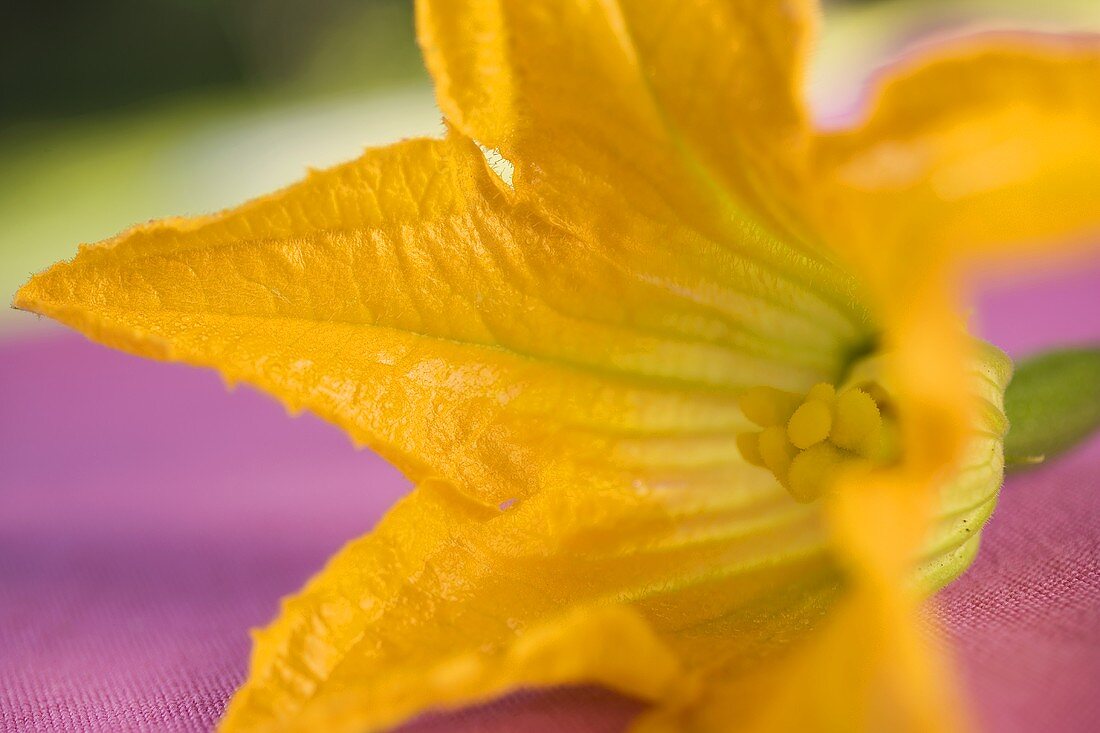 Courgette flower (close-up)