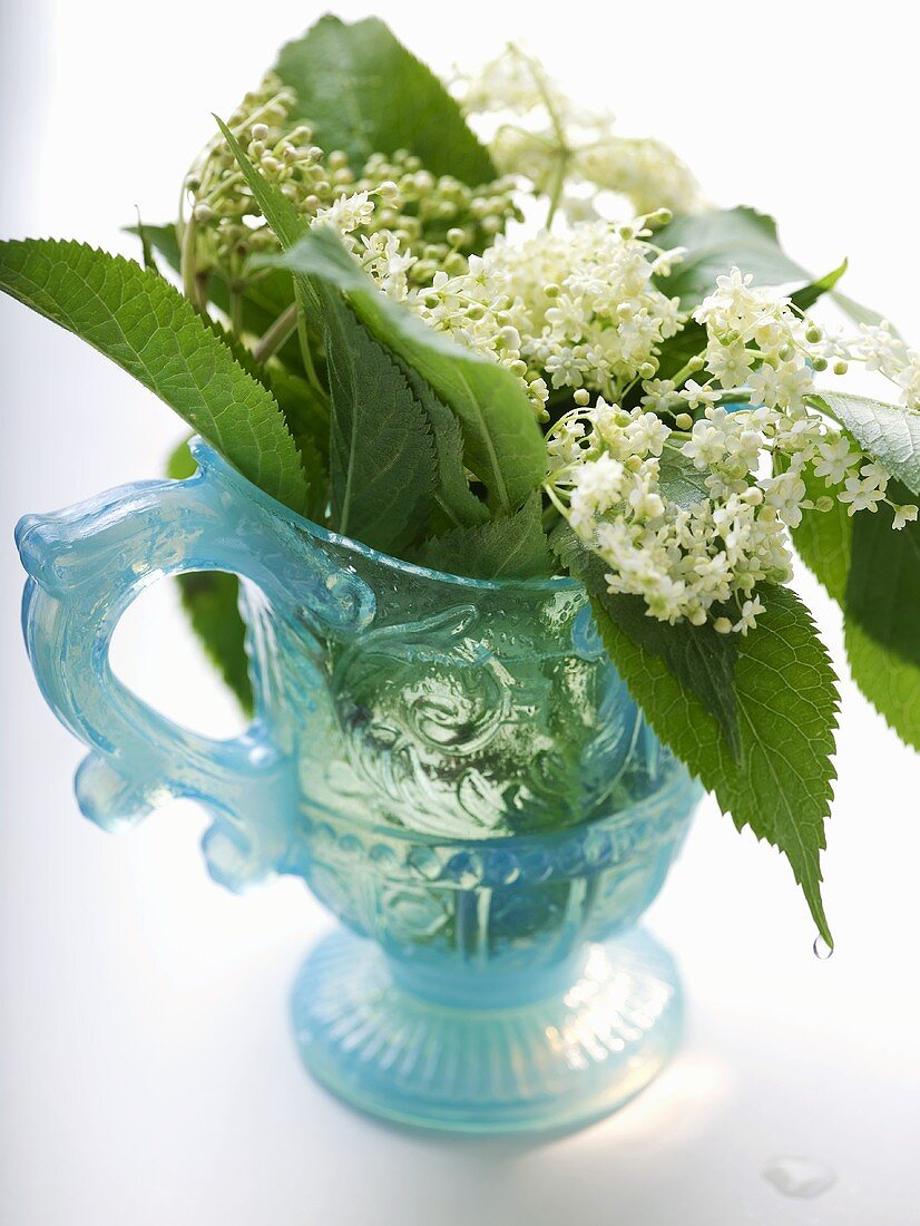 Holunderblüten und -blätter in blauer Vase