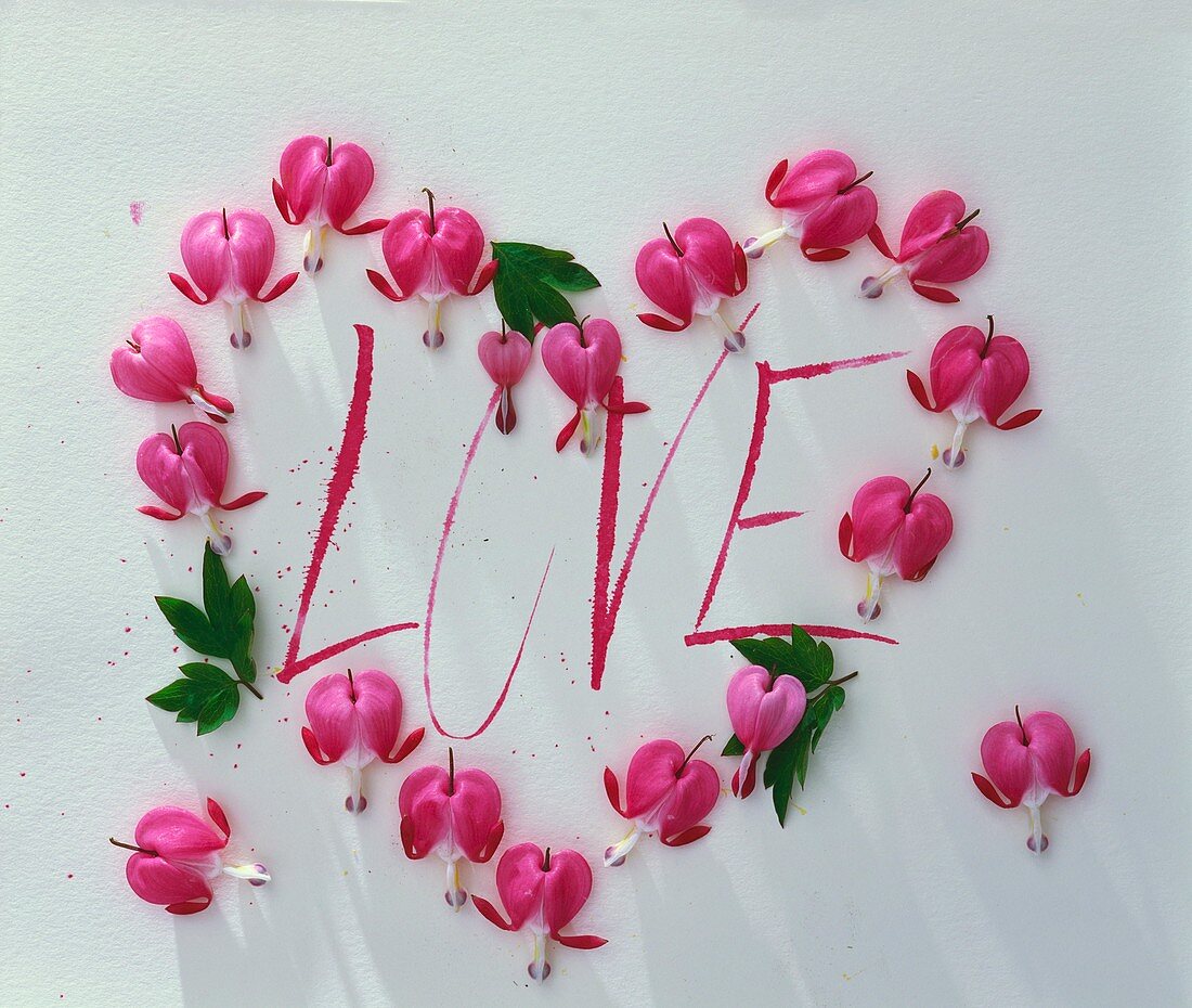 Herz aus rosa Blüten (Tränendes Herz) mit Schriftzug Love
