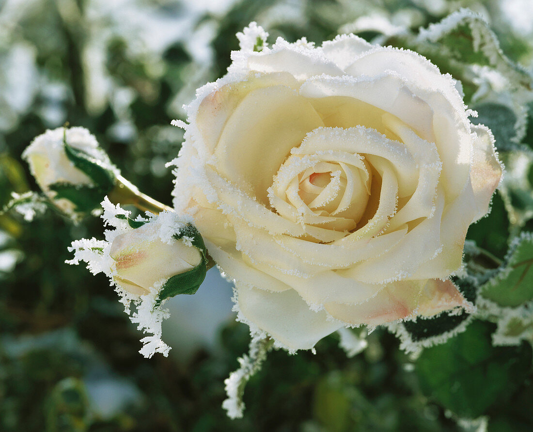 Cream-coloured silk rose with hoar frost