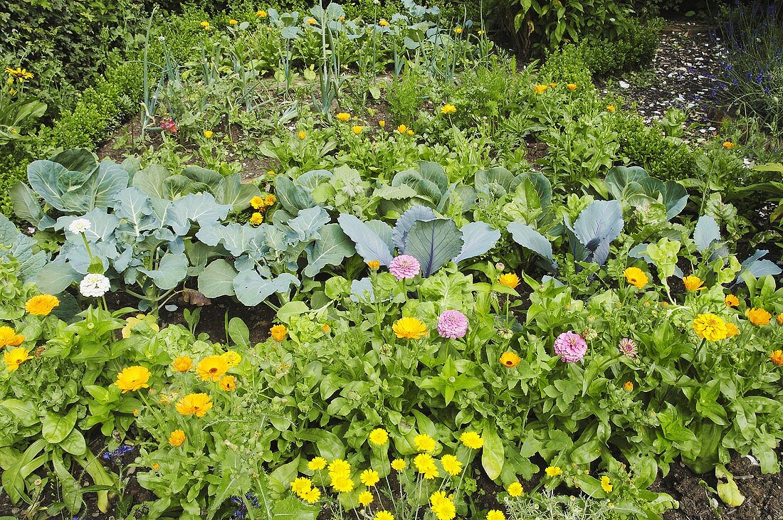 Kleiner Bauerngarten mit Blumen, Kräutern und Gemüse
