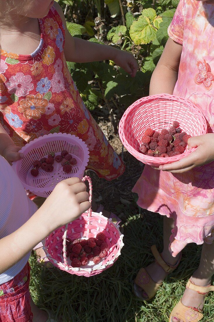 Three girls picking raspberries