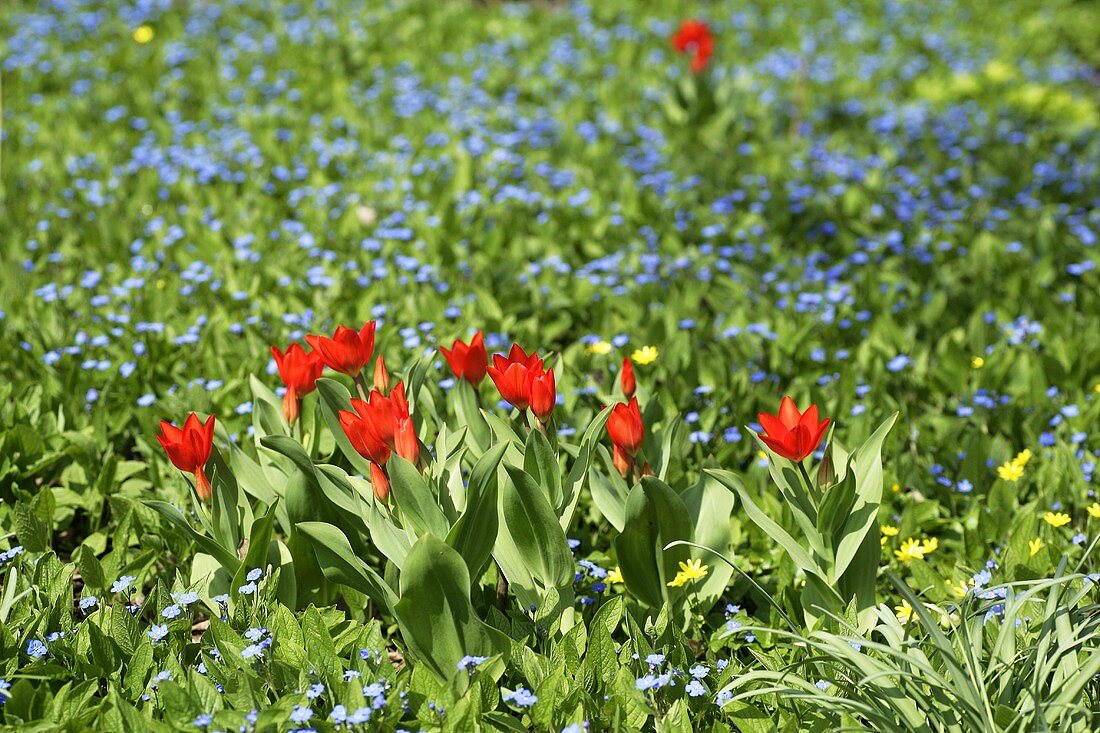 Rote Tulpen auf einer Blumenwiese