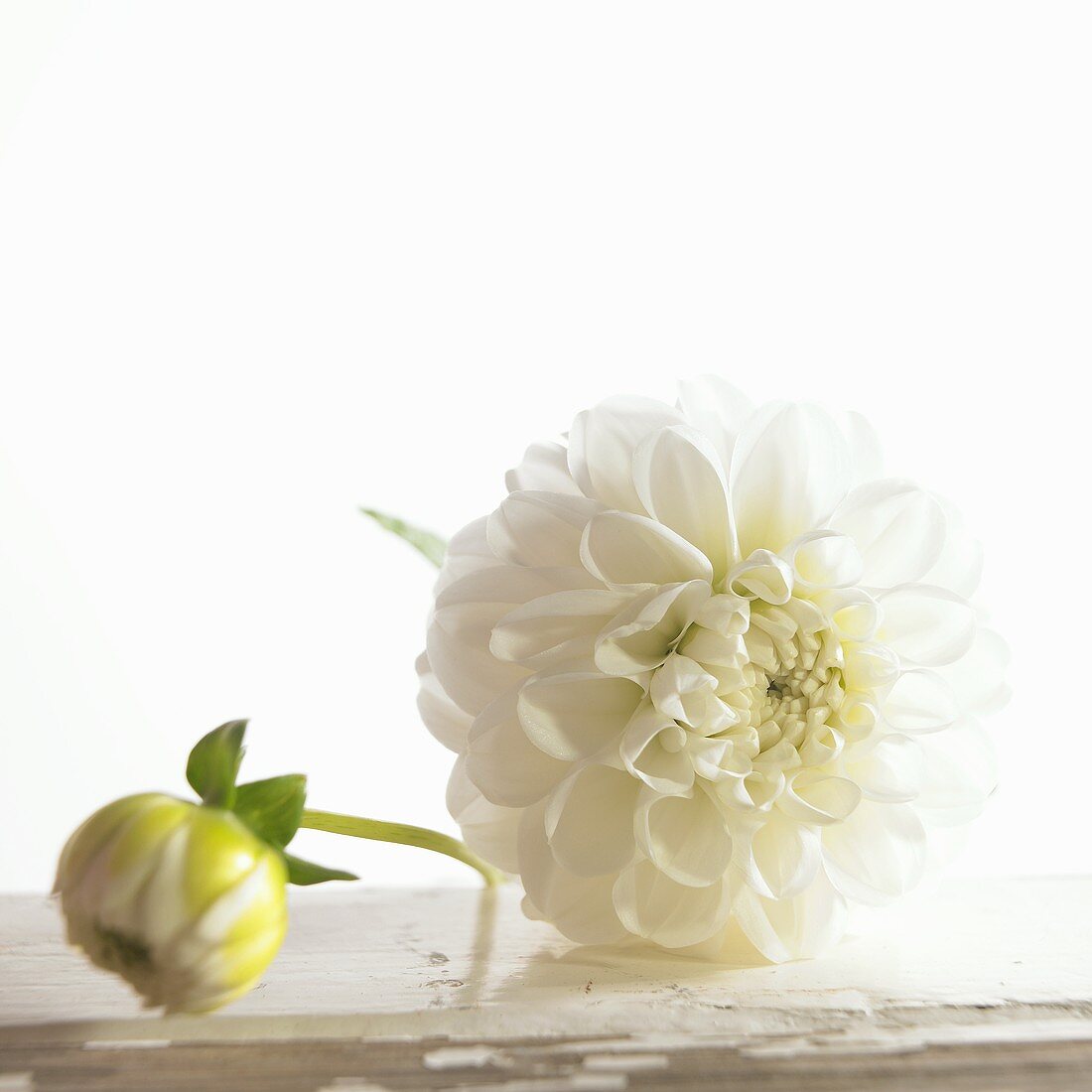 Two white dahlias