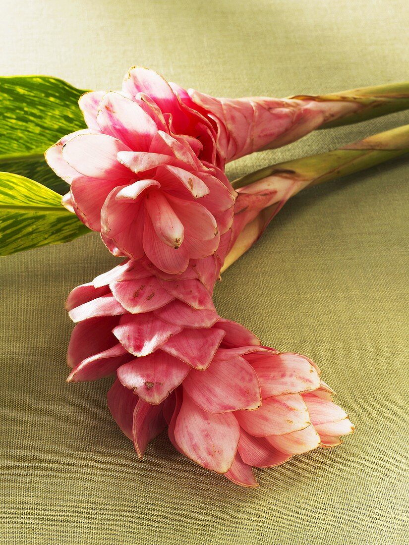 Two pink ginger flowers