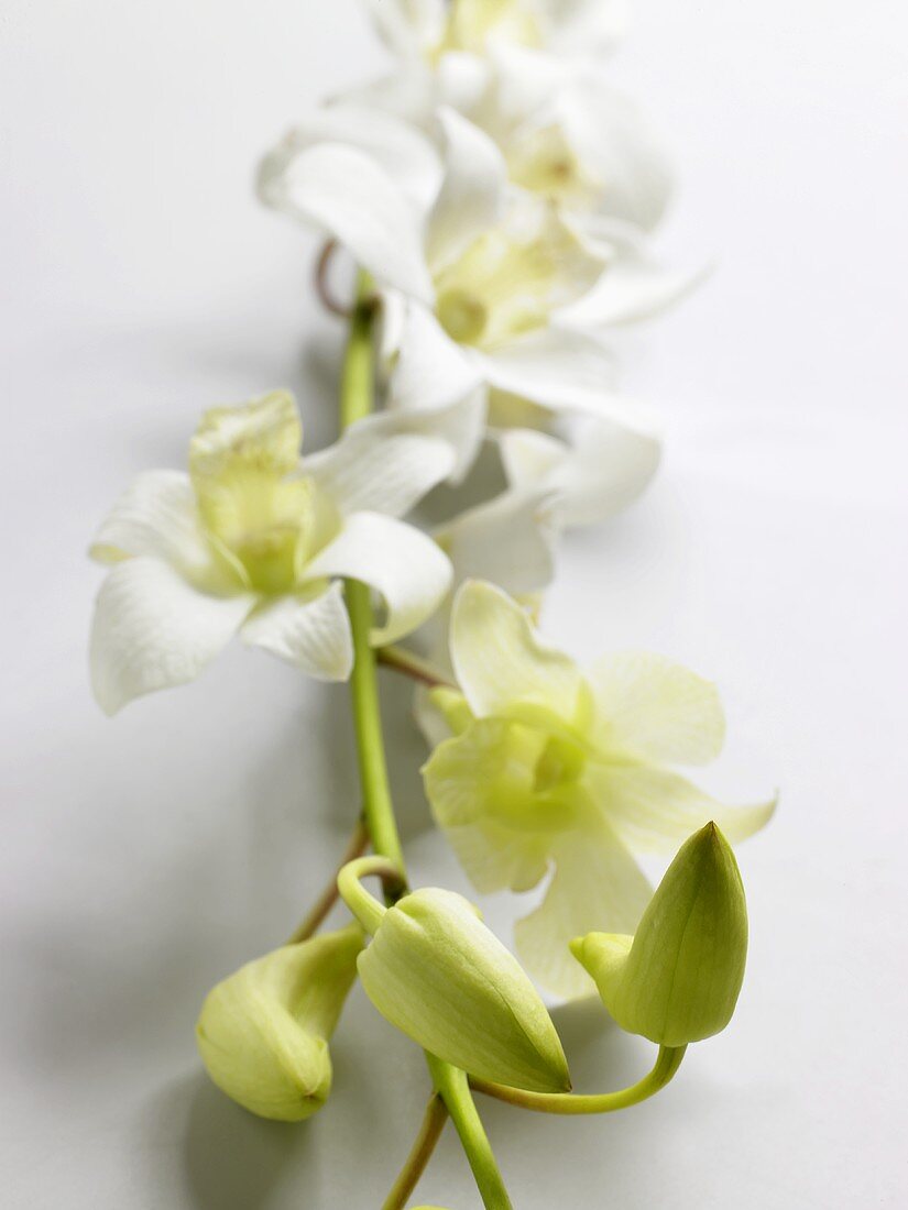Ein blühender Orchideen-Zweig