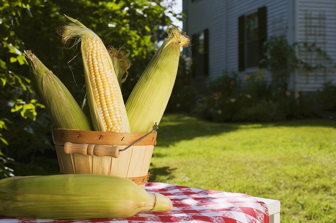 Corn cobs in wooden bucket in garden