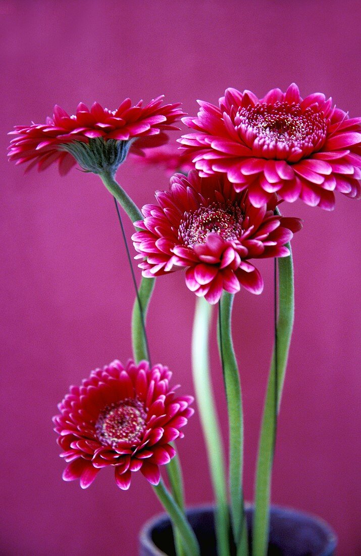 Pink gerberas in a vase
