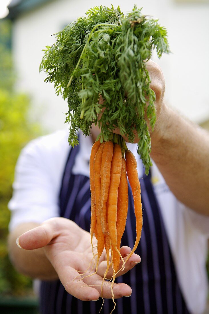 Koch hält eine Hand voll junger Karotten