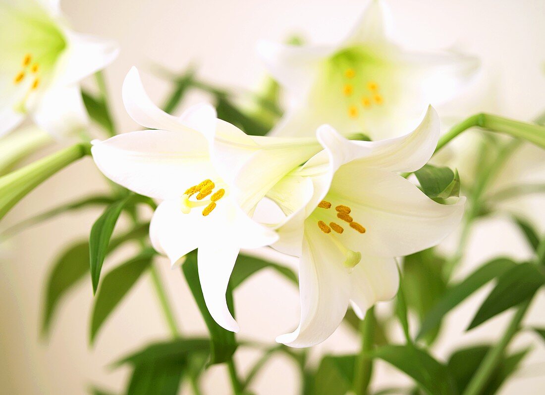 White lilies