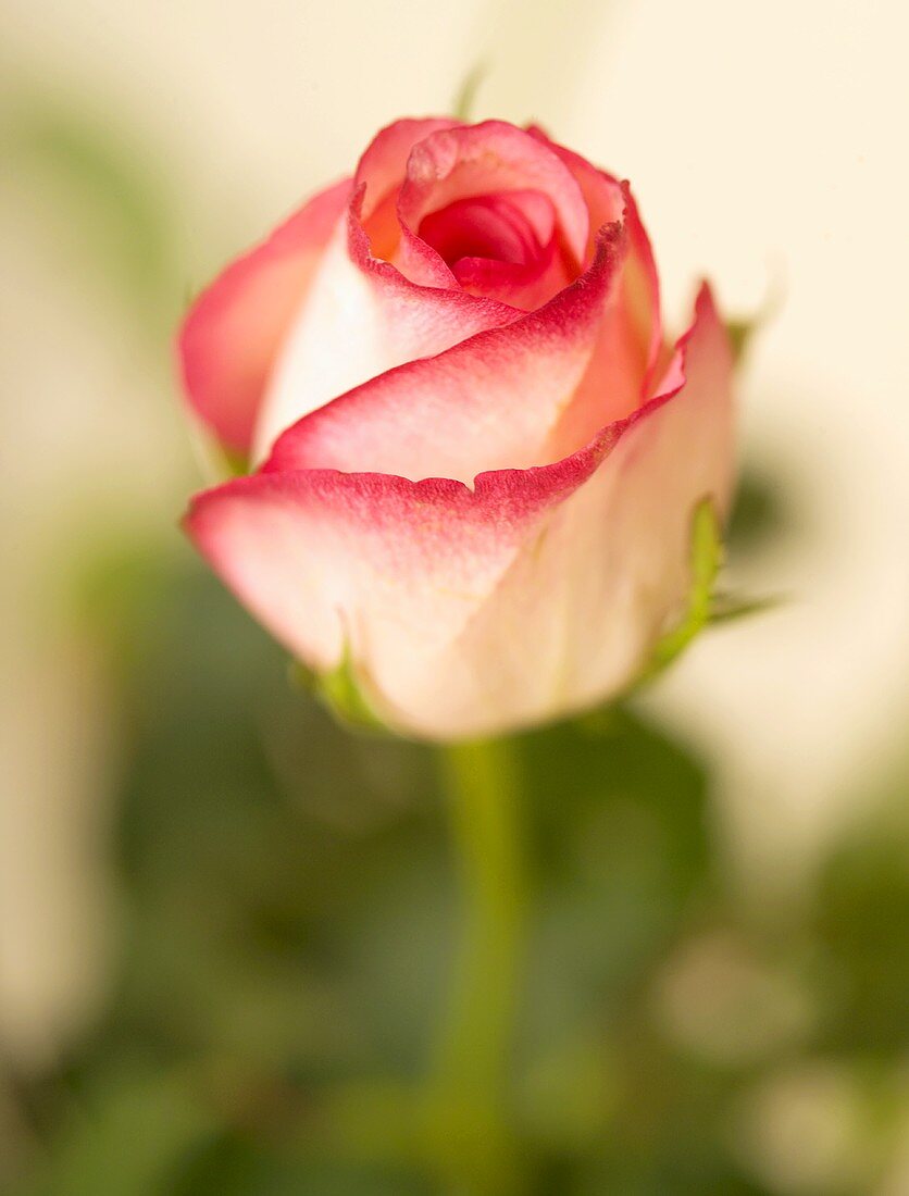 A rosebud