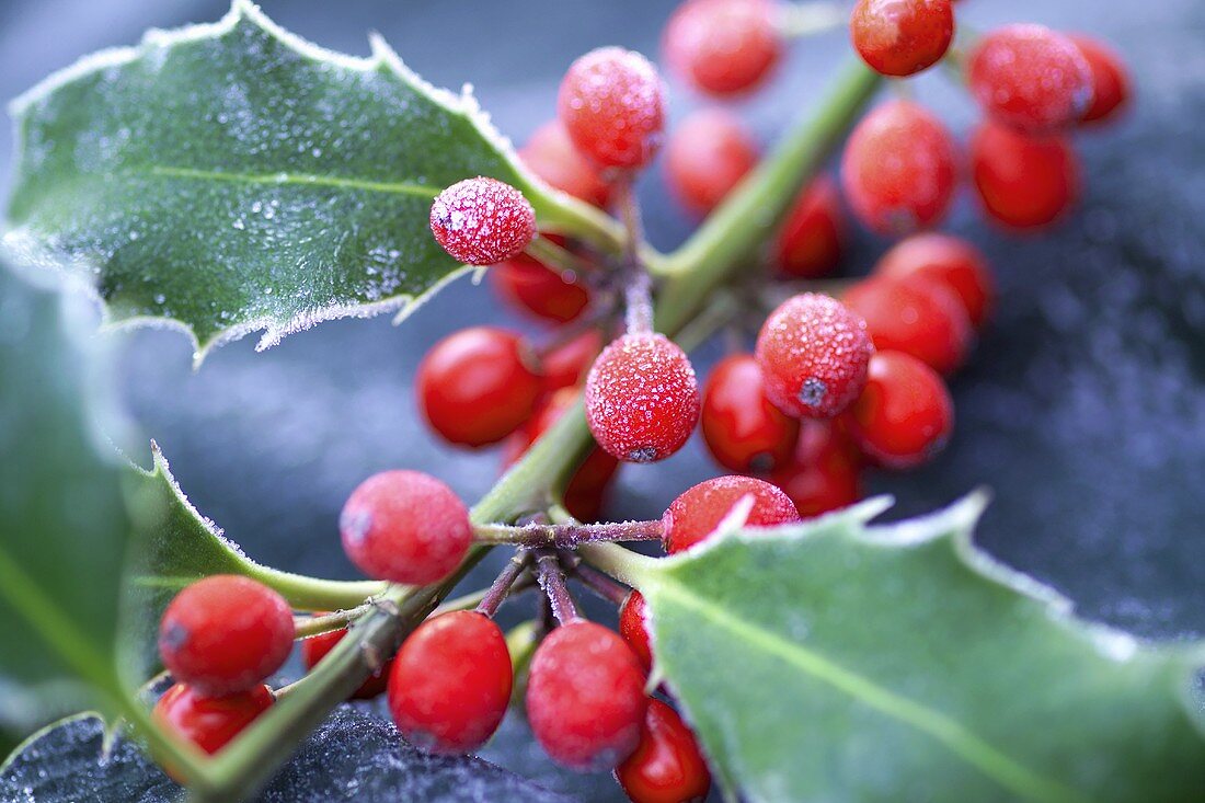 Stechpalmenzweig mit Beeren