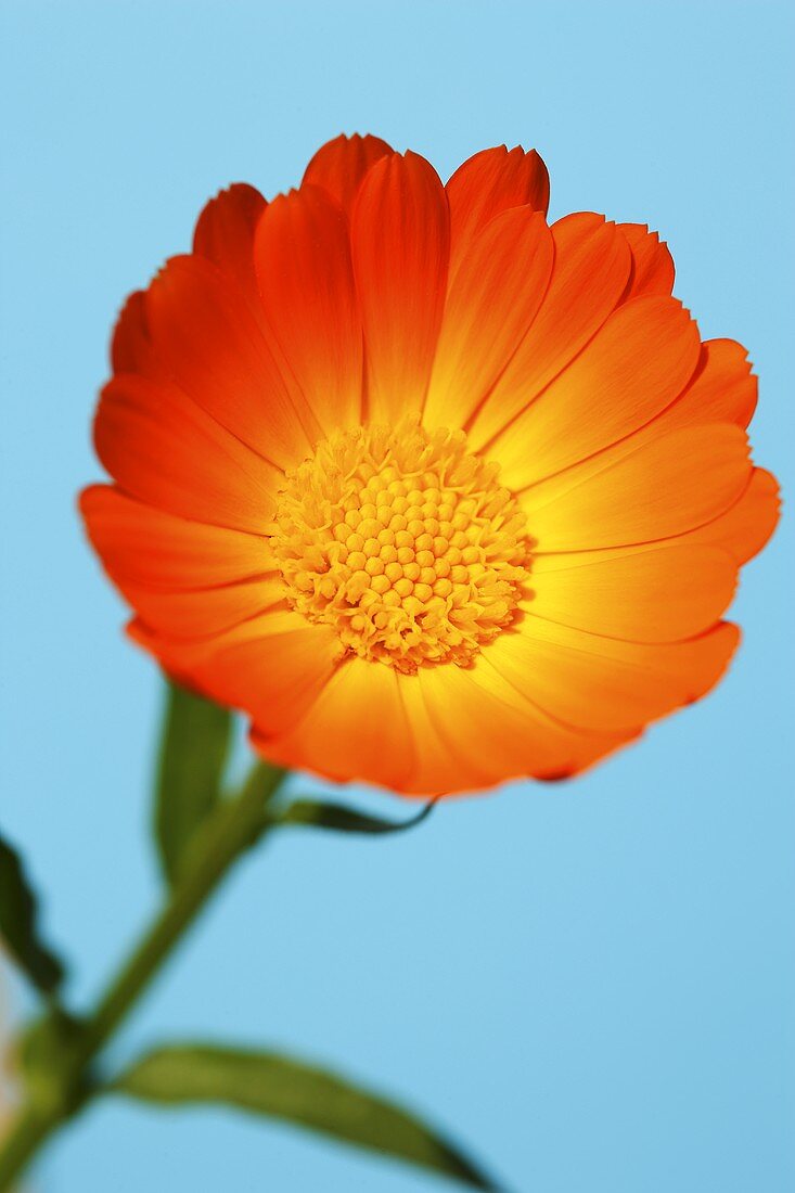 Eine Ringelblume (Calendula officinalis)