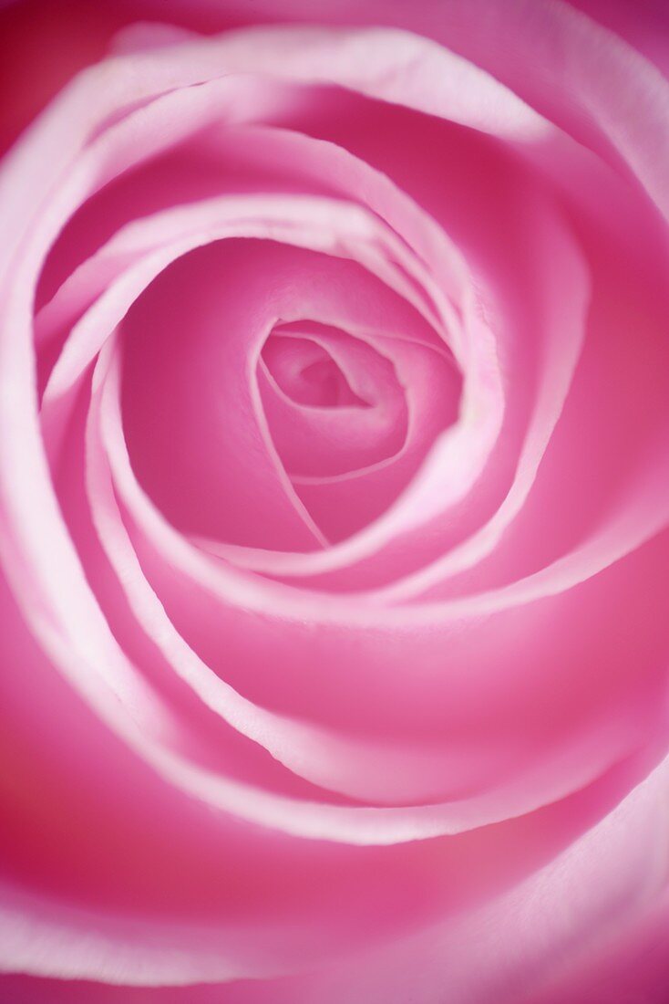 Rosa Rosenblüte (Ausschnitt)
