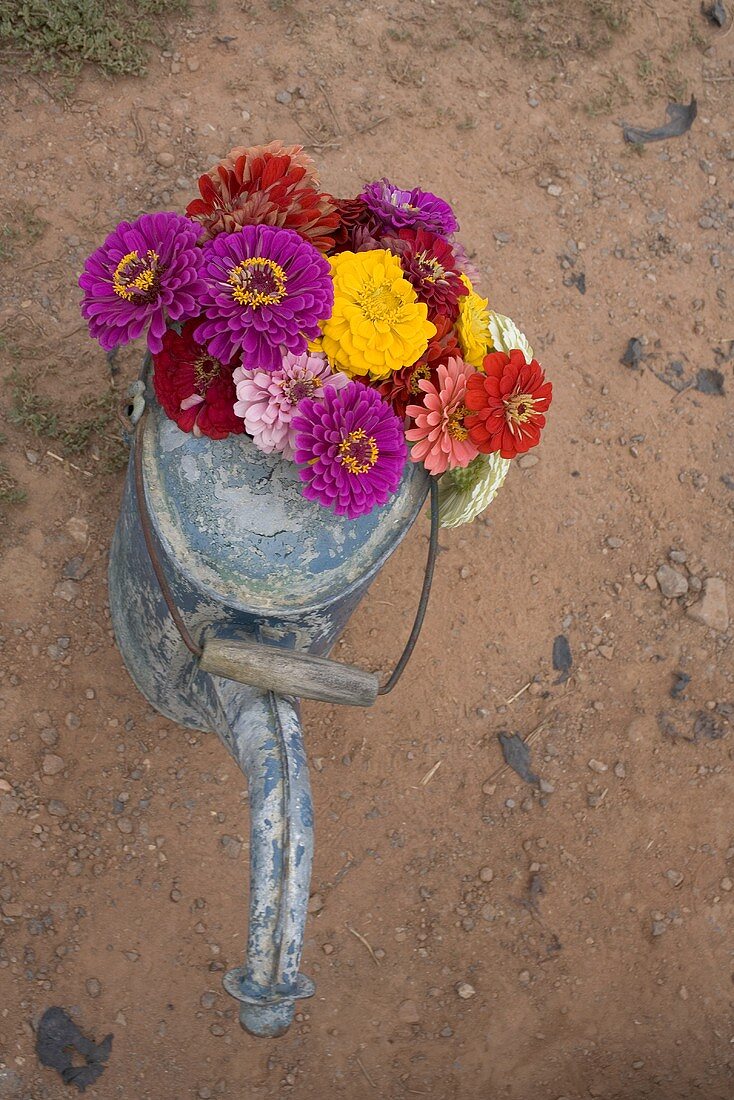 Colourful summer flowers in a watering can (overhead view)