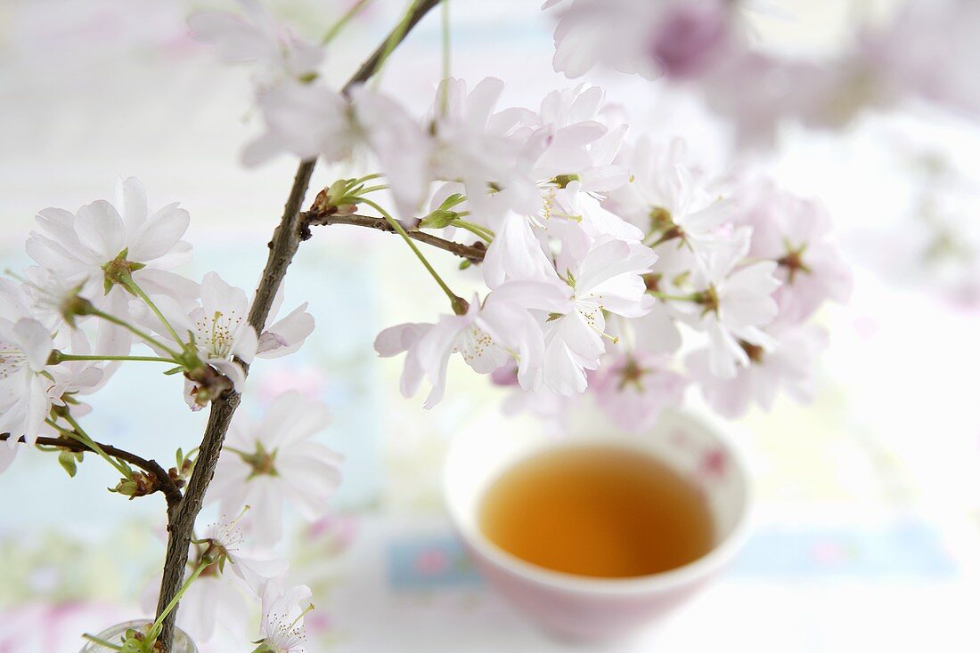Branch of cherry blossom and bowl of tea