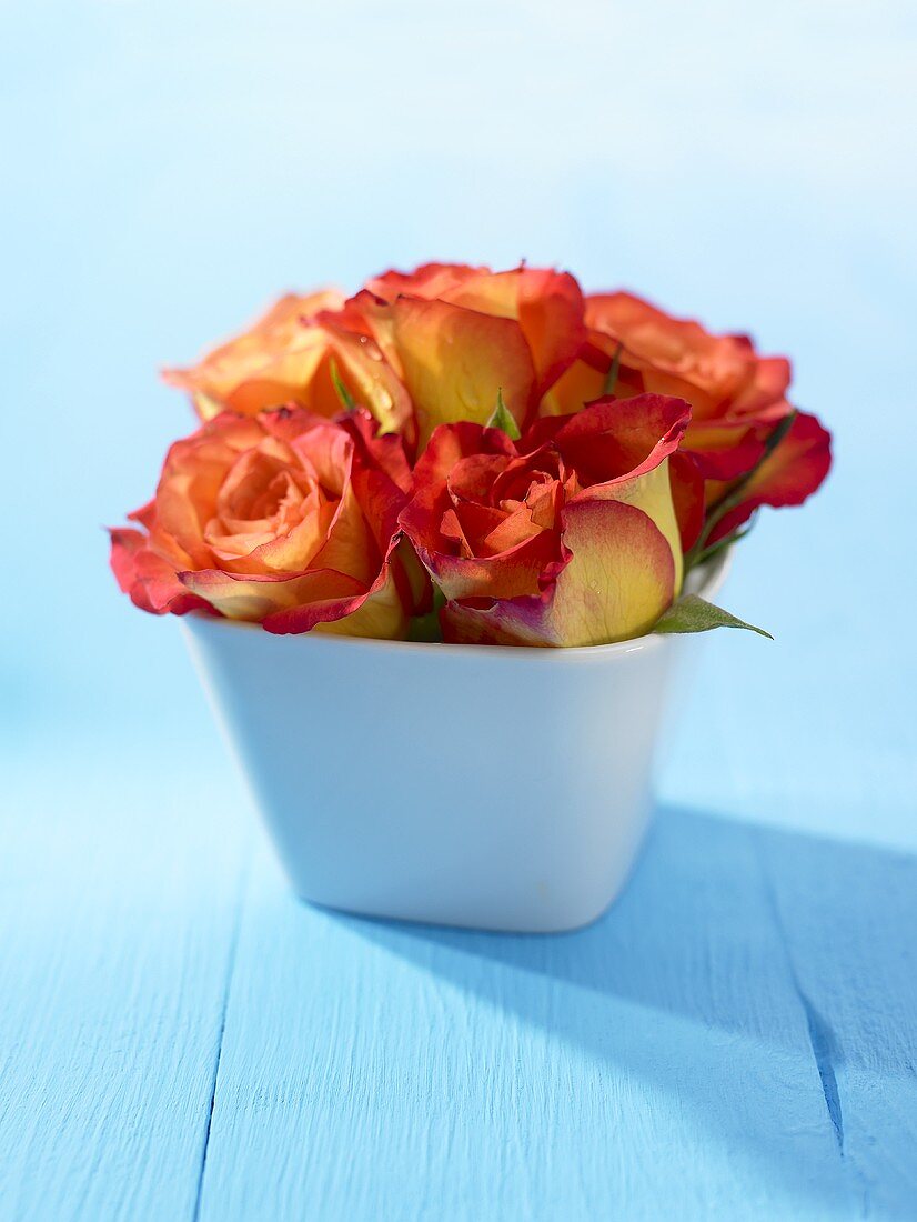 Roses in a pot