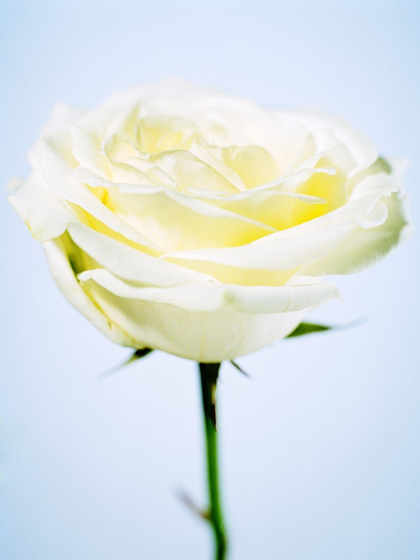 A white rose (close-up)