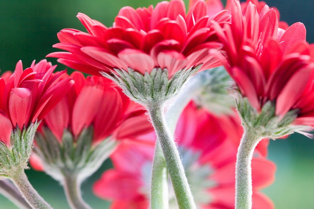 Rote Gerbera