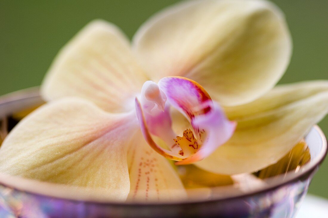 Phalaenopsis flower on plate (close-up)