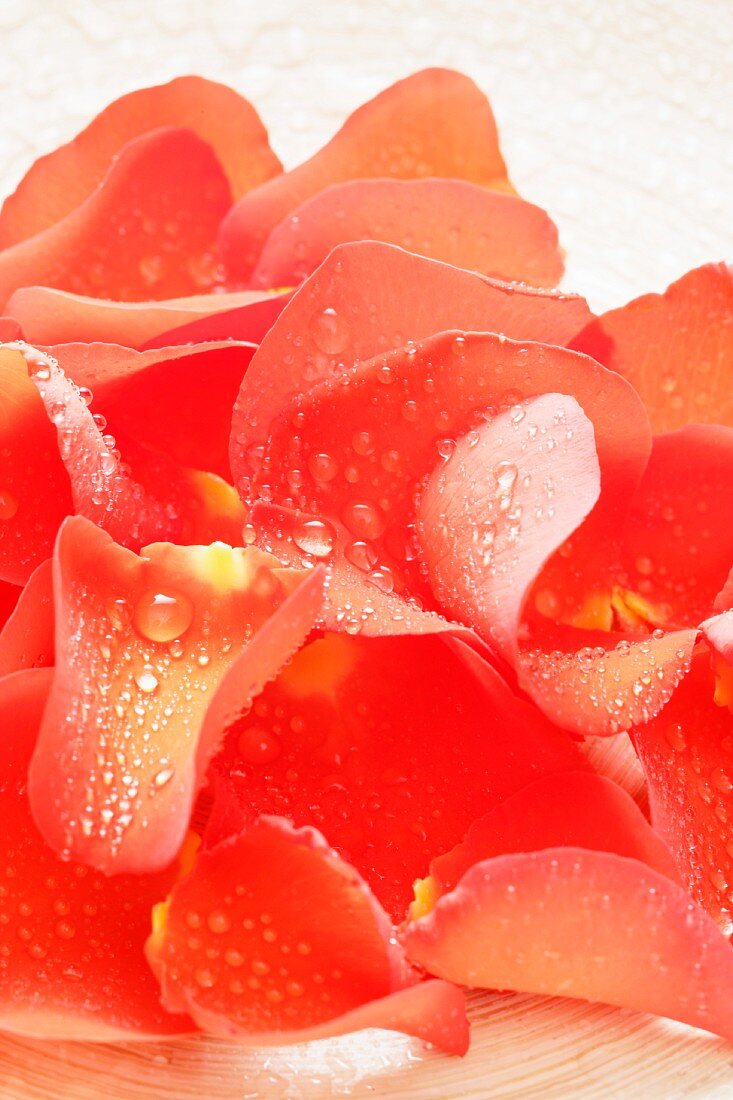 Rote Rosenblätter mit Wassertropfen (Nahaufnahme)