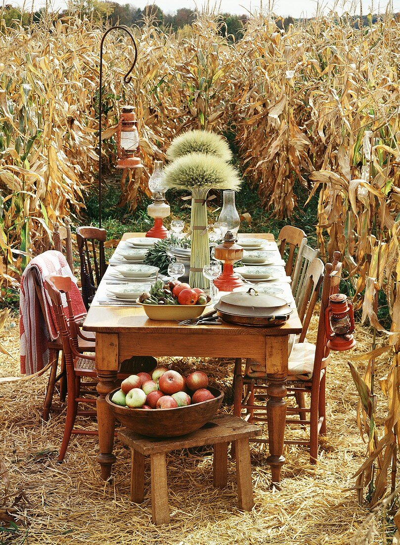 Laid table in a field of maize